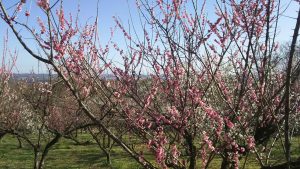 ume